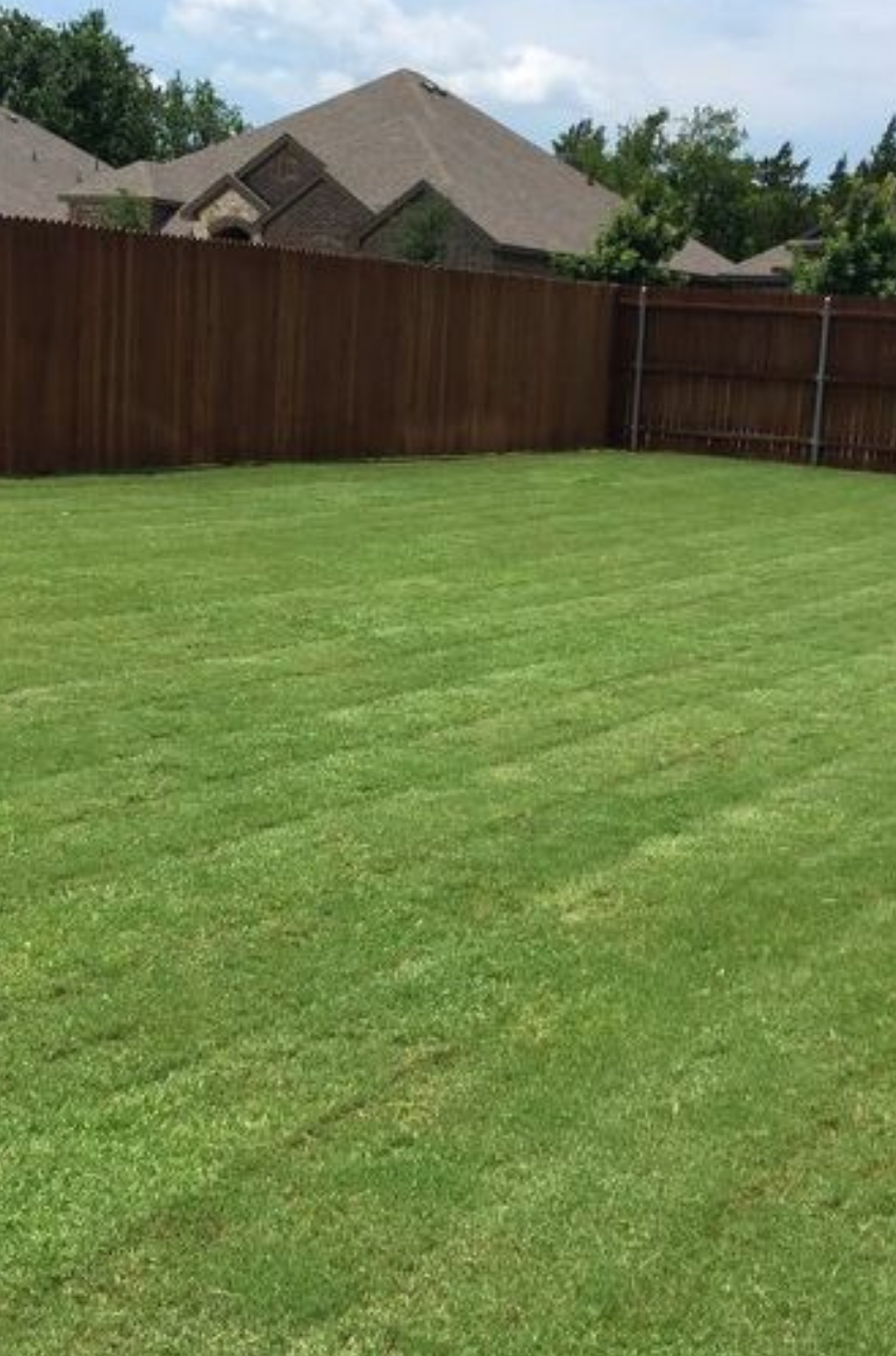 Mowed Lawn