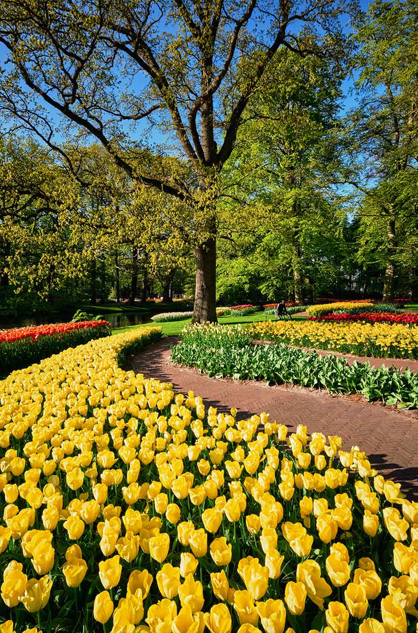Blooming tulips in a landscaped flowerbed garden